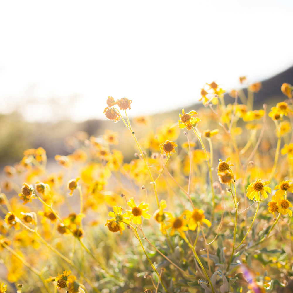 Vitamin D3 for Kids, Premier Research Labs